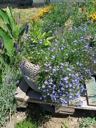 Цветущее кашпо