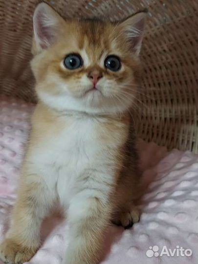 Золотая шиншилла