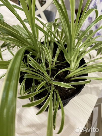 Хлорофитум