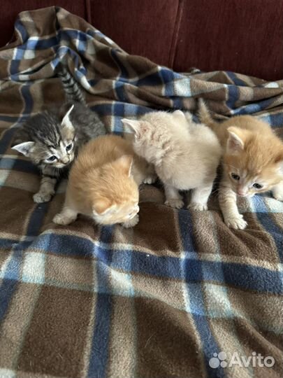 Котята в добрые руки даром бесплатно