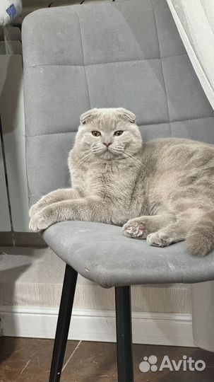 Кот вязка