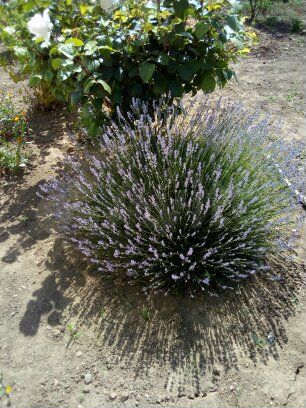 Комната 8 м², 1/1 эт.