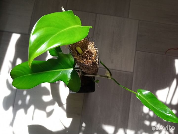 Филодендрон