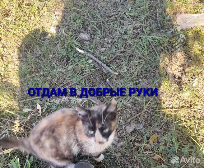 Кошка в добрые руки