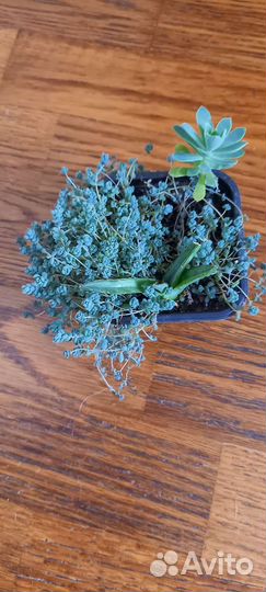 Суккуленты