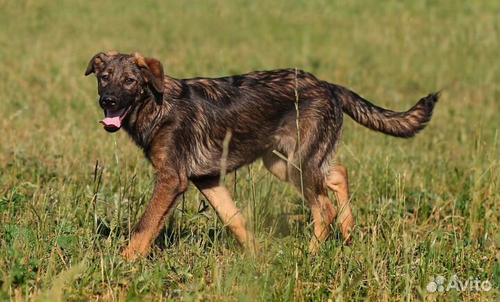 Щенок в добрые руки бесплатно