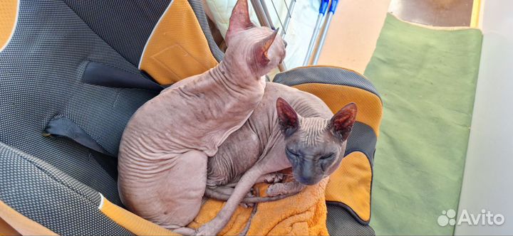 Донской сфинкс