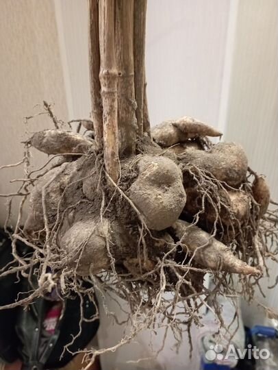 Георгины клубни