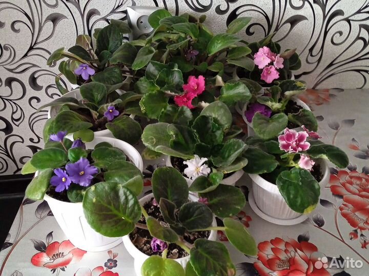 Сортовые фиалки в горшочках