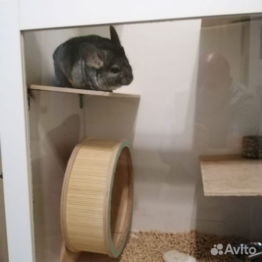 Продам шиншилу вместе с витриной