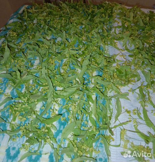 Липовый цвет сушеный