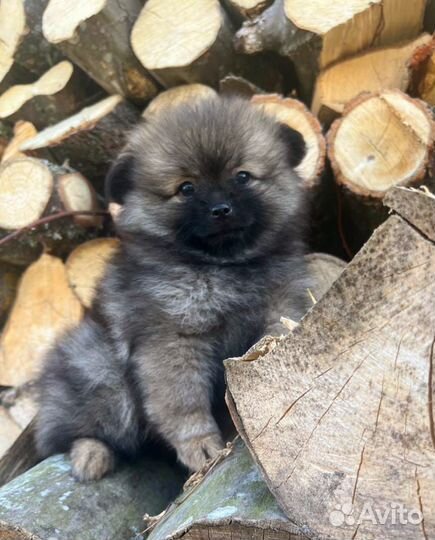 Щенки шпица