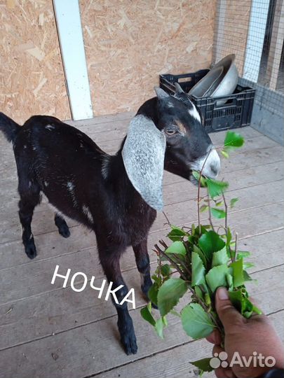 Козлики и козочки нубийской породы