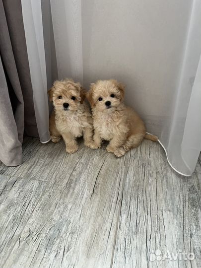 Мальтипу ф1 мини