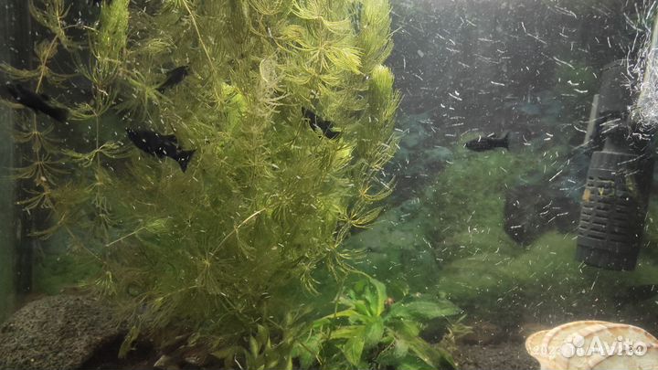 Мальки молинезии