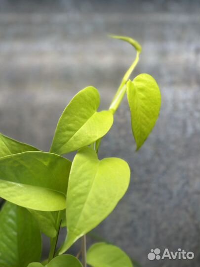 Эпипремнум неон