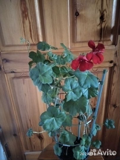 Герань ампельная