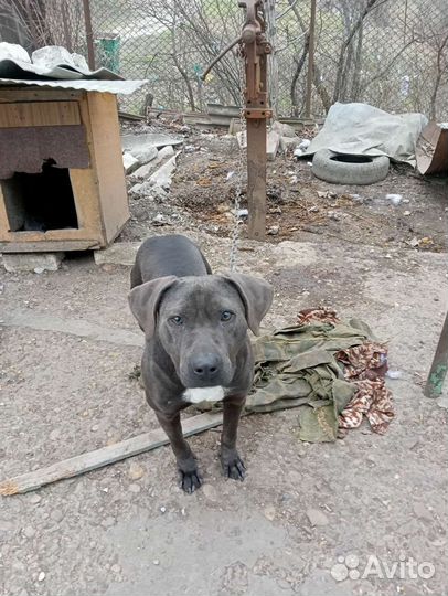 Питбуль вязка