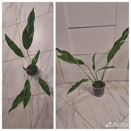 Спитифиллум вариегатный Даймонд (Женское счастье)