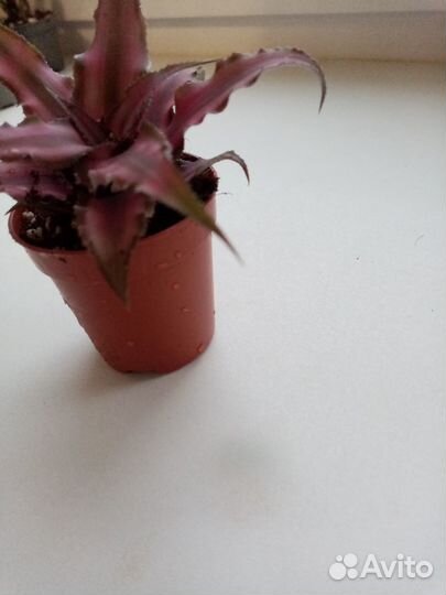 Cryptanthus Rubin Star