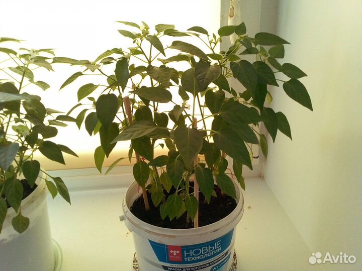 Комнатный перчик Огонёк