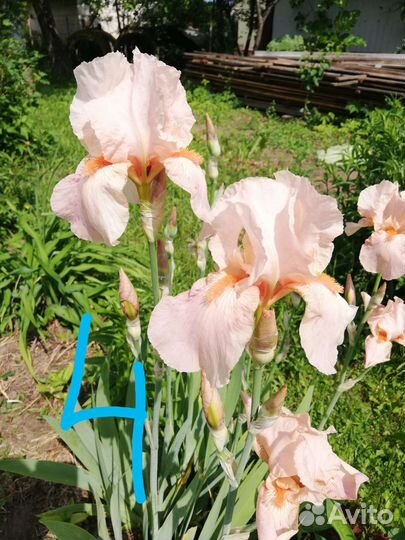 Ирисы бородатые сортовые