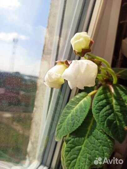 Глоксиния лист