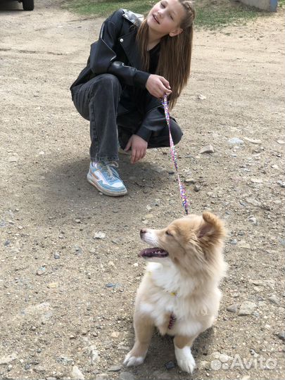 Выгул собак