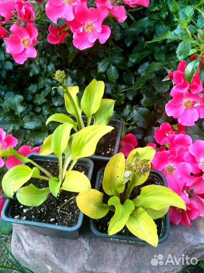 Хоста Sun Mouse