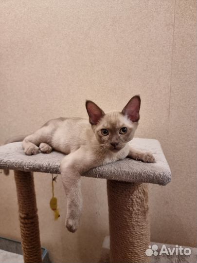 Бурманские котята
