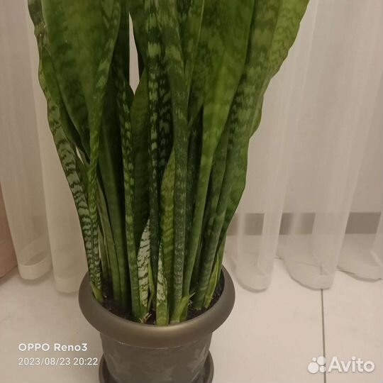 Сансевиерия