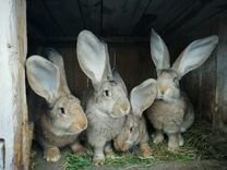 Кролики "Фландр"