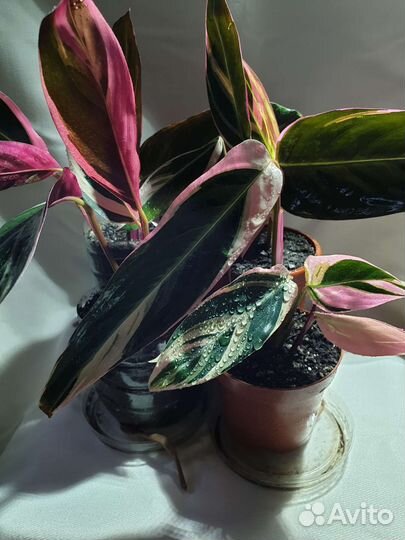 Строманта триколор