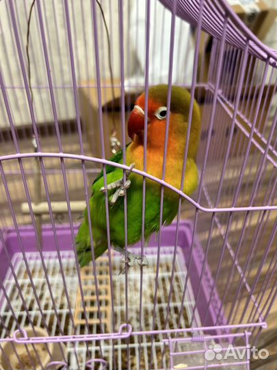Попугай неразлучник девочка