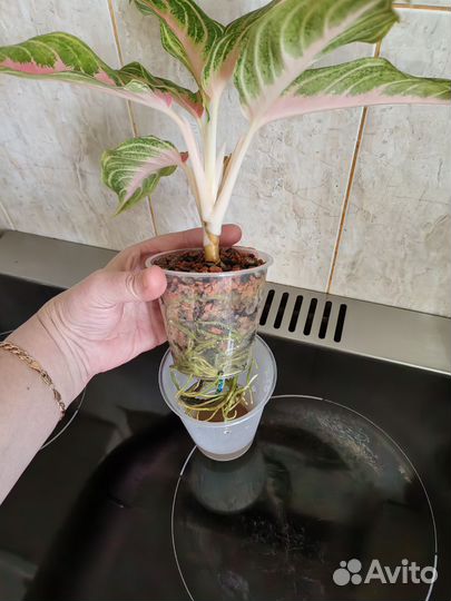 Аглаонема Панама Пинк