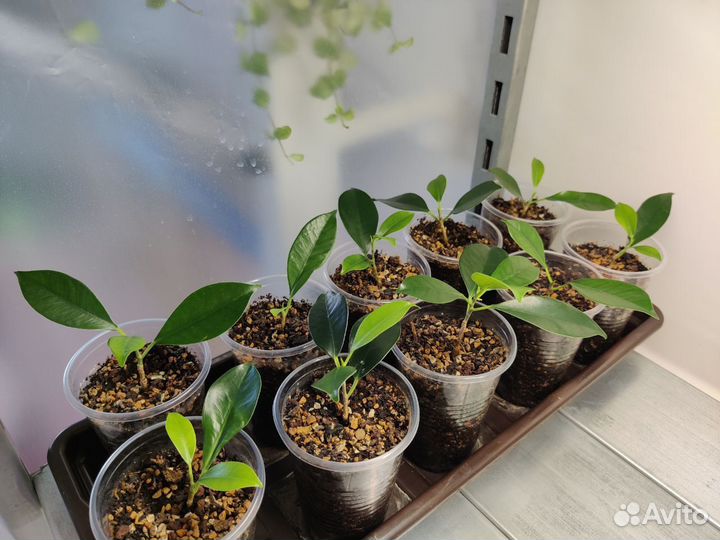 Баньян или Бенгальский фикус - укоренные черенки