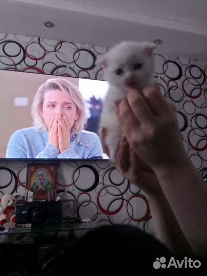 Британские котята