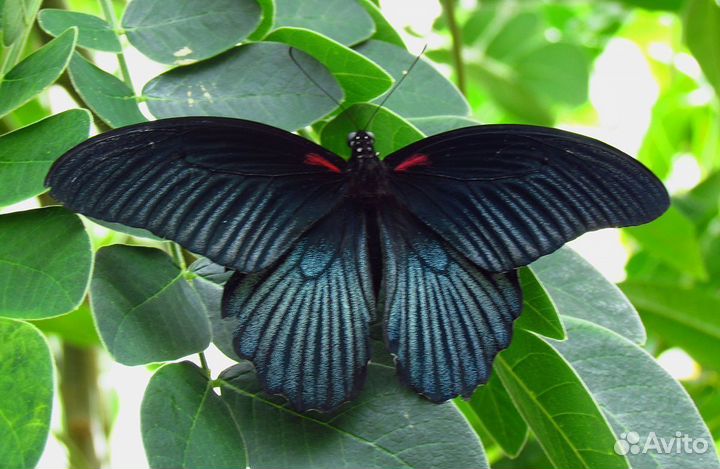 Тропические Бабочки т/б-197