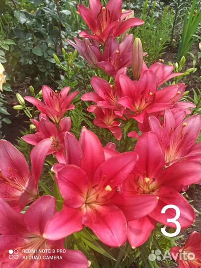 Лилии сортовые