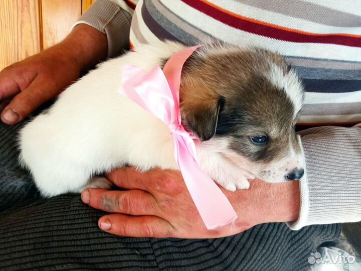 Щенки сибирской хаски