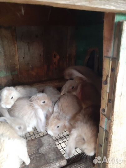 Крольчата