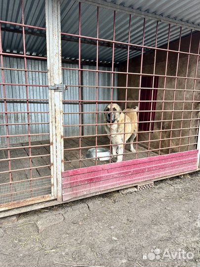 Вязка Алабай