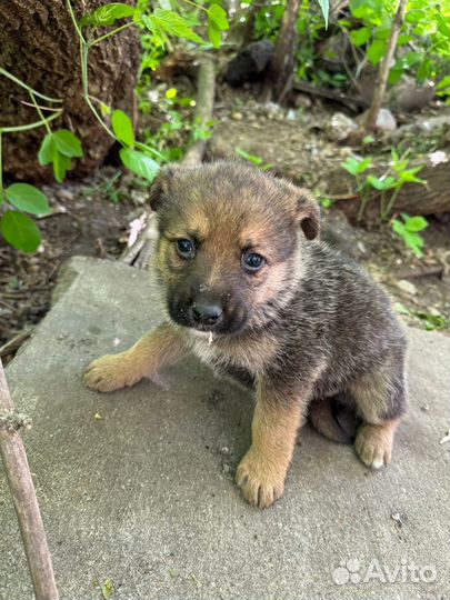 Щенки в добрые руки