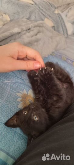 Отдам котенка в добрые руки