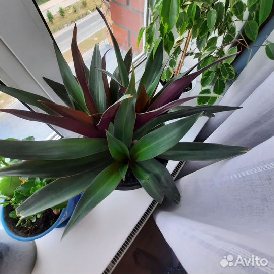 Традесканция рео