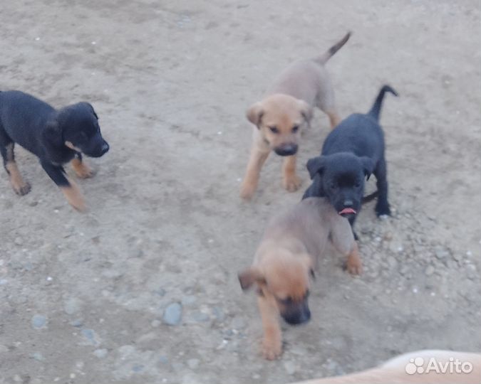 Щенки лабрадора в добрые руки
