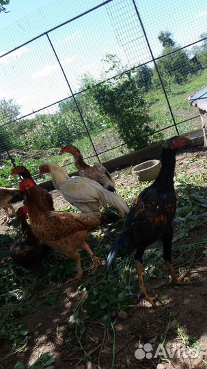 Куры бойцовой породы