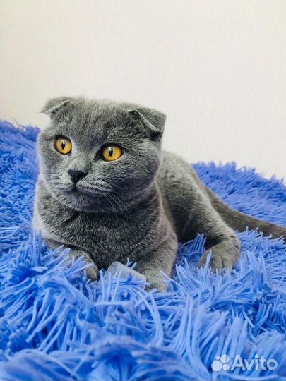 Кошка вислоухая
