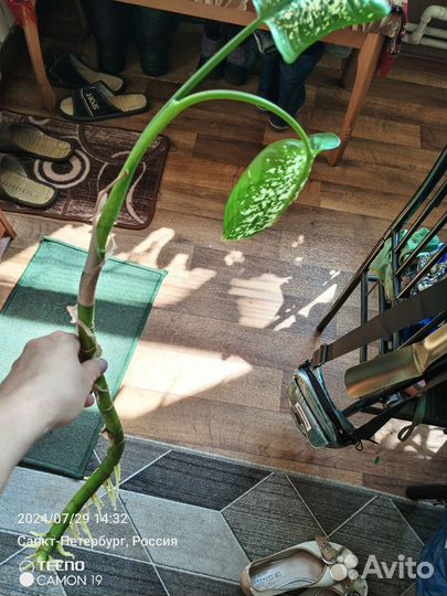 Дефенбахии Комнатные растения цветы большие