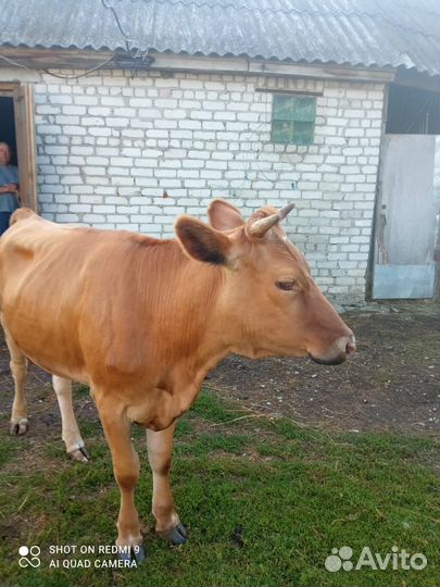 Продам Стельную Тёлку